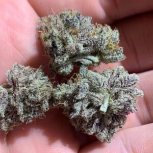 Animal Cookies